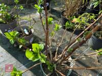 1 HYDRANGEA 'BLAULING' - 5