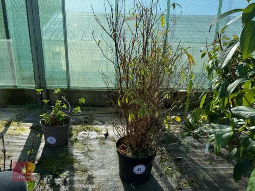 1 HYDRANGEA SCANDENS 'ANGUSTIPETALA'