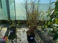 1 HYDRANGEA SCANDENS 'ANGUSTIPETALA'