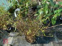 1 HYDRANGEA SCANDENS 'ANGUSTIPETALA' - 7