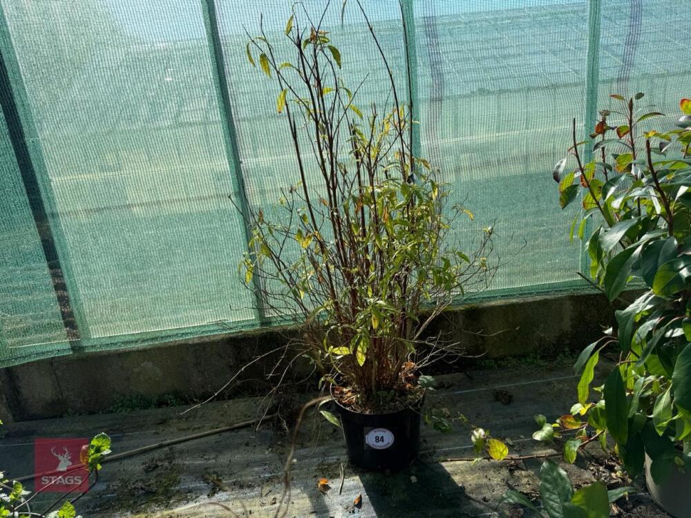 1 HYDRANGEA SCANDENS 'ANGUSTIPETALA'