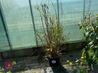 1 HYDRANGEA SCANDENS 'ANGUSTIPETALA'