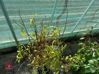 1 HYDRANGEA SCANDENS 'ANGUSTIPETALA' - 6
