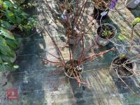 1 HYDRANGEA 'RED ANGEL' - 8