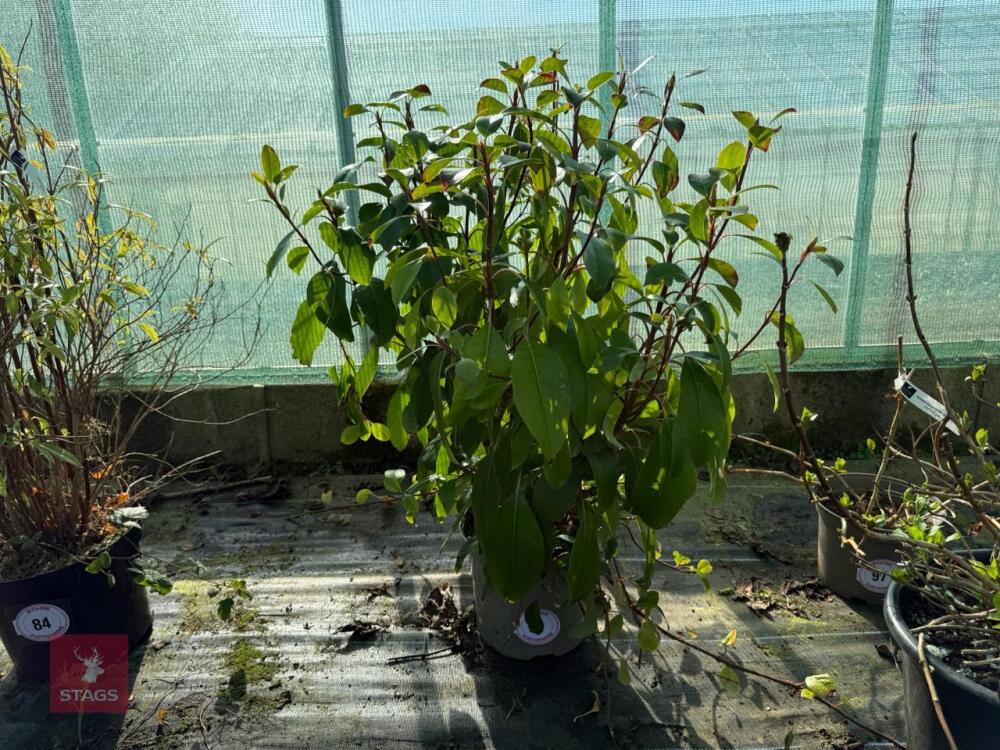 1 HYDRANGEA 'SEEMANNII'