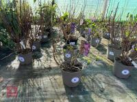 1 HYDRANGEA 'MATHILDA GUTGES'