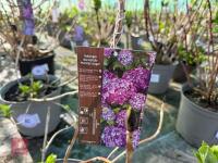 1 HYDRANGEA 'MATHILDA GUTGES' - 4