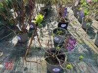 1 HYDRANGEA 'MATHILDA GUTGES' - 6