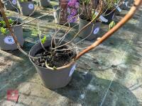 1 HYDRANGEA 'MATHILDA GUTGES' - 7