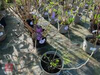 1 HYDRANGEA 'MATHILDA GUTGES' - 6