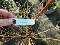 1 HYDRANGEA 'PINK MOPHEAD' - 8
