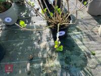 1 HYDRANGEA 'VALVERT' - 8