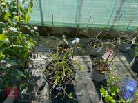 1 HYDRANGEA 'BLUE MOPHEAD' - 3