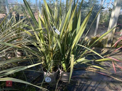 2 X PHORMIUM APRICOT QUEEN'