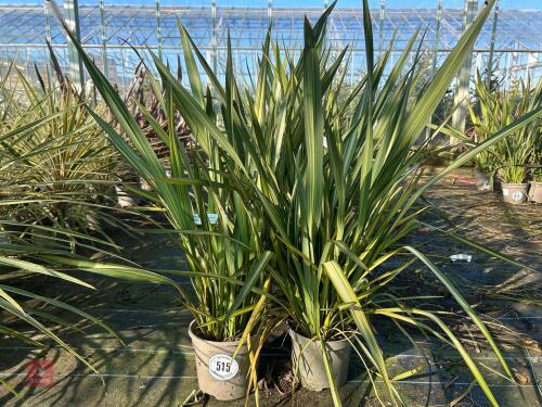 2 X PHORMIUM APRICOT QUEEN'
