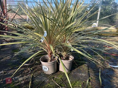 2 X CORDYLINE 'TORBAY DAZZLER'