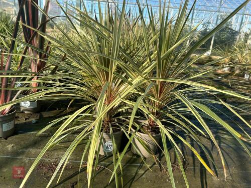 2 X CORDYLINE 'TORBAY DAZZLER'