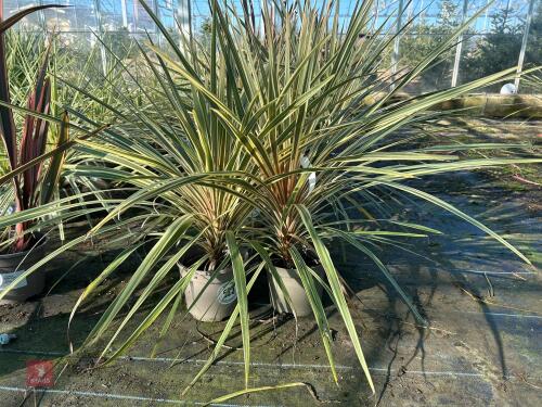 2 X CORDYLINE 'TORBAY DAZZLER'
