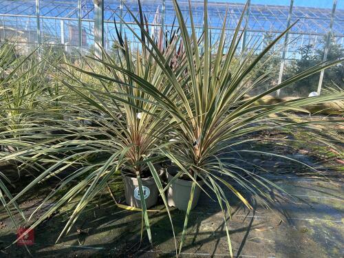2 X CORDYLINE 'TORBAY DAZZLER'