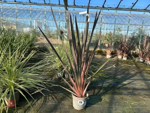 1 PHORMIUM 'RAINBOW QUEEN'