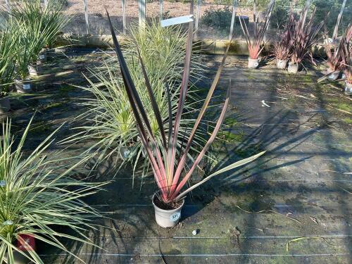 1 PHORMIUM 'RAINBOW QUEEN'