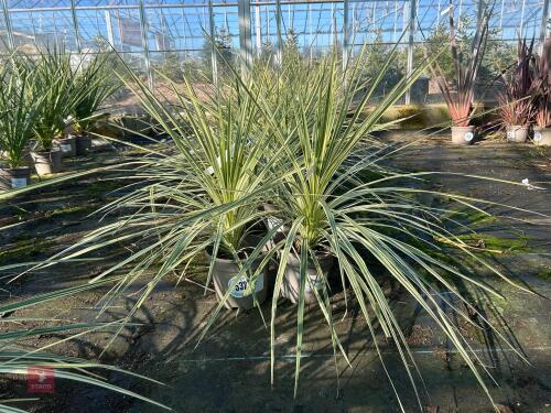 2 X CORDYLINE 'LIME PASSION'