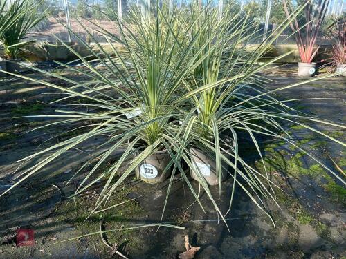 2 X CORDYLINE 'LIME PASSION'
