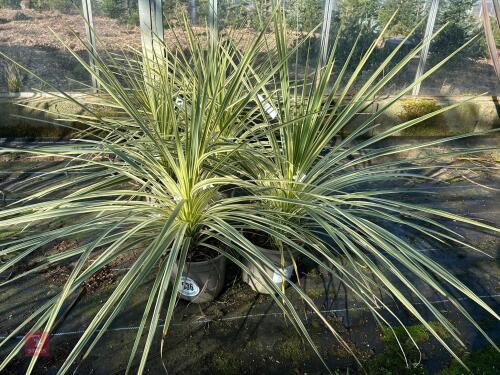 2 X CORDYLINE 'LIME PASSION'