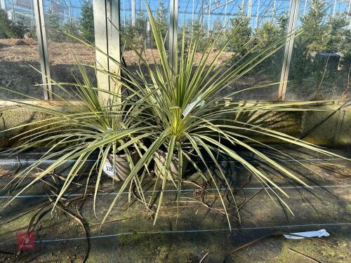 2 X CORDYLINE 'LIME PASSION'