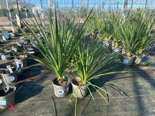 2 X CORDYLINE 'AUSTRALIS'