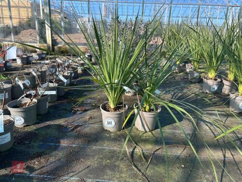2 X CORDYLINE 'AUSTRALIS'