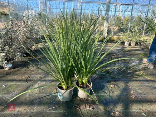 2 X CORDYLINE 'AUSTRALIS'