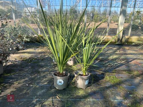2 X CORDYLINE 'AUSTRALIS'