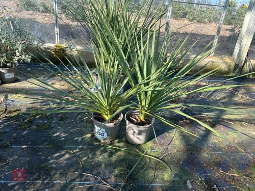 2 X CORDYLINE 'AUSTRALIS'
