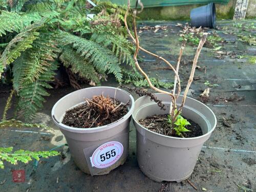1 X ATHYRIUM 'LADY IN RED'