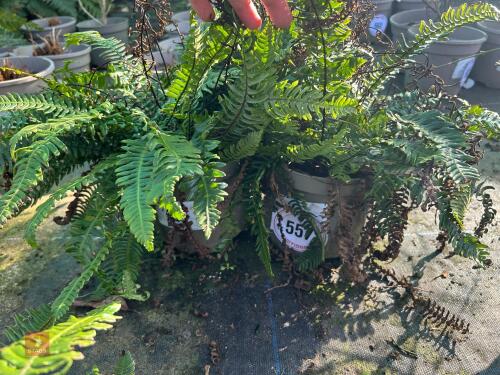 2 X BLECHNUM 'SPICANT'