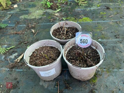 3 X ATHYRIUM 'METALLICUM'
