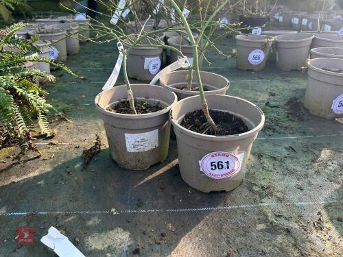 3 X ACER 'RUBRIFOLIUM'