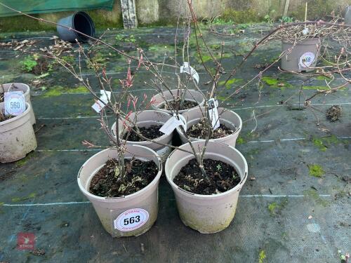5 X ACER 'ATROPURPUREUM'
