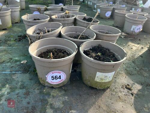 5 X HOSTA 'PATRIOT'
