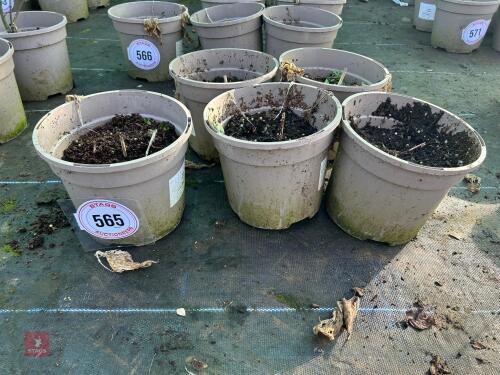 5 X HOSTA 'PATRIOT'