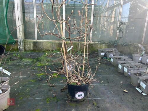 1 HYDRANGEA 'MOONLIGHT'