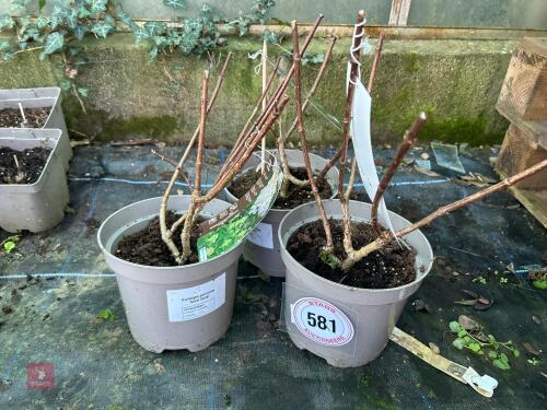 3 X HYDRANGEA 'SILVER DOLLAR'
