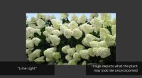 1 HYDRANGEA PANICULATA 'LIMELIGHT' - 2