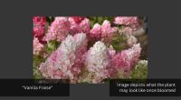 1 HYDRANGEA PANICULATA 'VANILLA FRAISE&rsquo; - 2