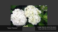 2 X HYDRANGEA 'SISTER THERESA' - 2