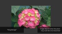 1 HYDRANGEA 'KING GEORGE' - 2