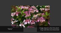 1 HYDRANGEA 'GIPSY' - 2