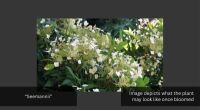 1 HYDRANGEA 'SEEMANNII' - 2