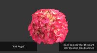 1 HYDRANGEA 'RED ANGEL' - 2